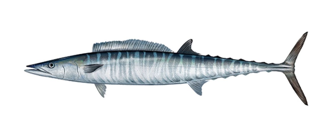 Catching Wahoo
